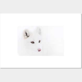 Arctic Fox closeup Posters and Art